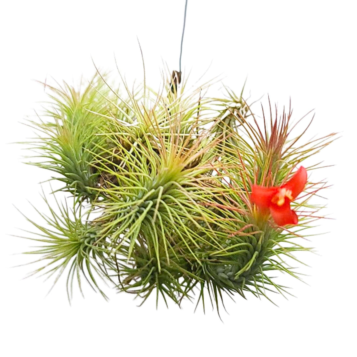 Hanging Funckiana Air Plant Clump on Wire