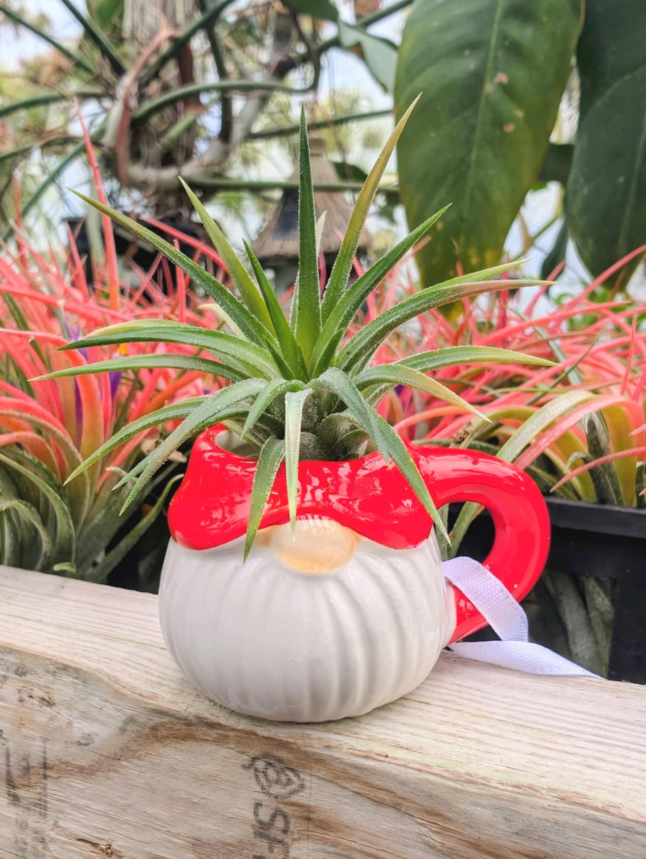 Christmas Gift - Mini Gnome Teacup with Ionantha Air Plant