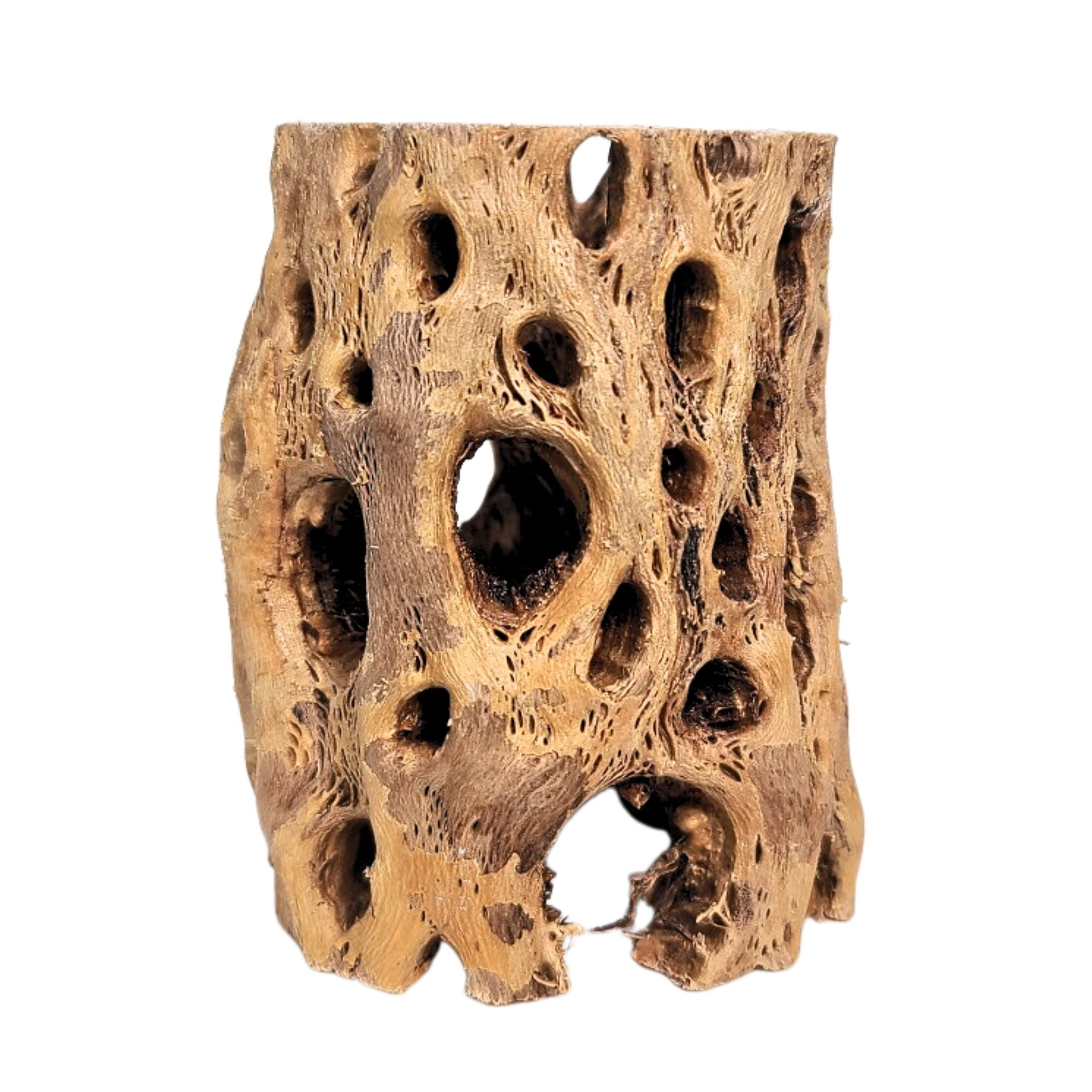 Cholla Wood Holder