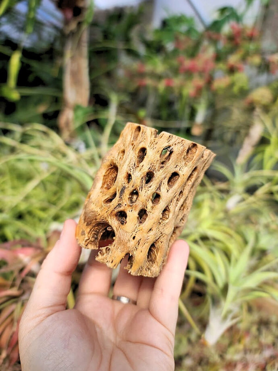Cholla Wood Holder