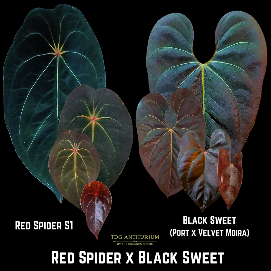 Red Spider x Black Sweet
