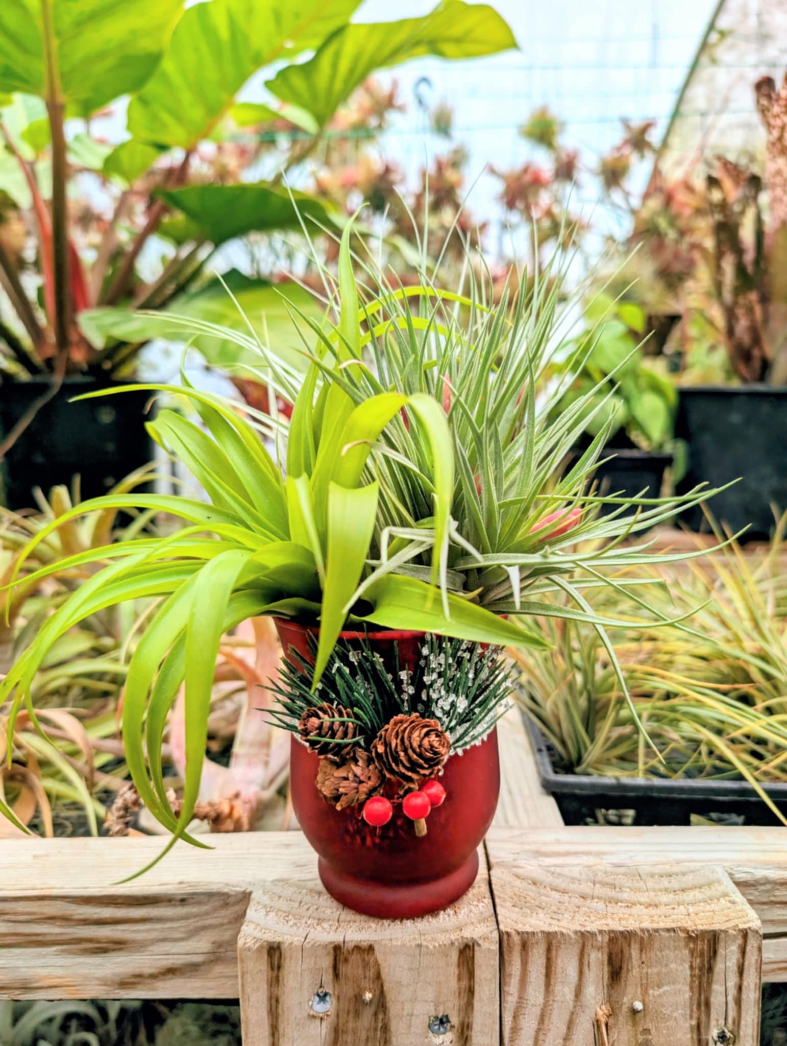 Christmas Gift - 3 Air Plant Bouquet in Glass Pinecone Vase