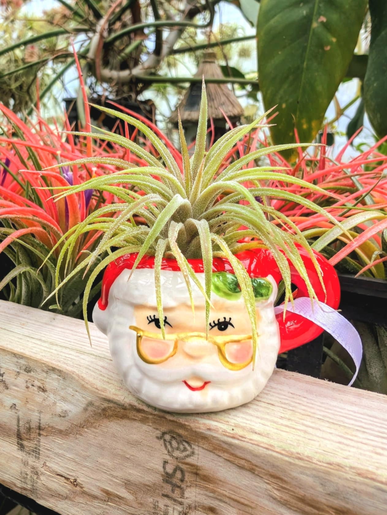 Christmas Gift - Mini Santa Teacup with Ionantha Air Plant