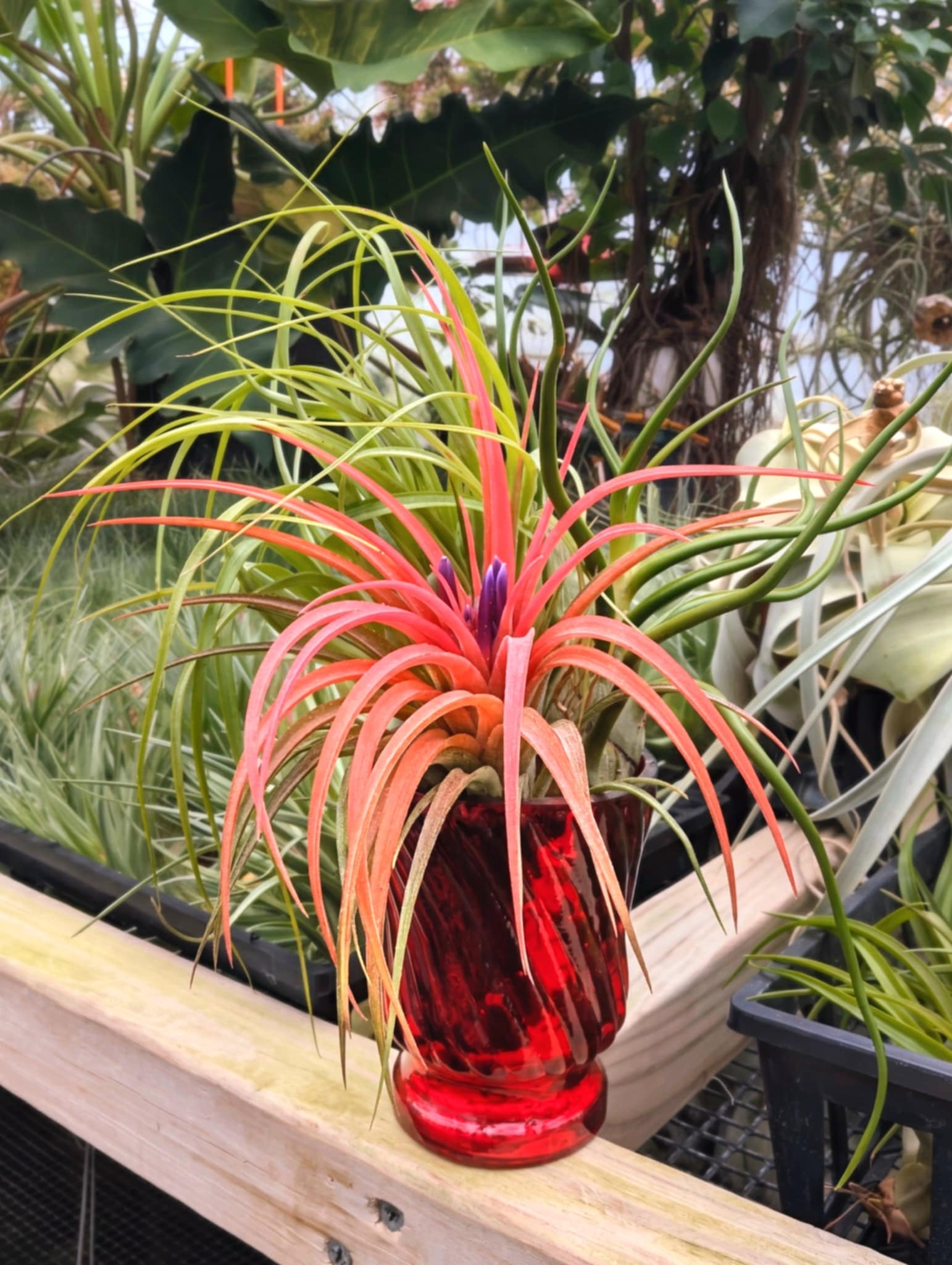 Christmas Gift - Red Crackle Glass Vase Bouquet with 3 Air Plants