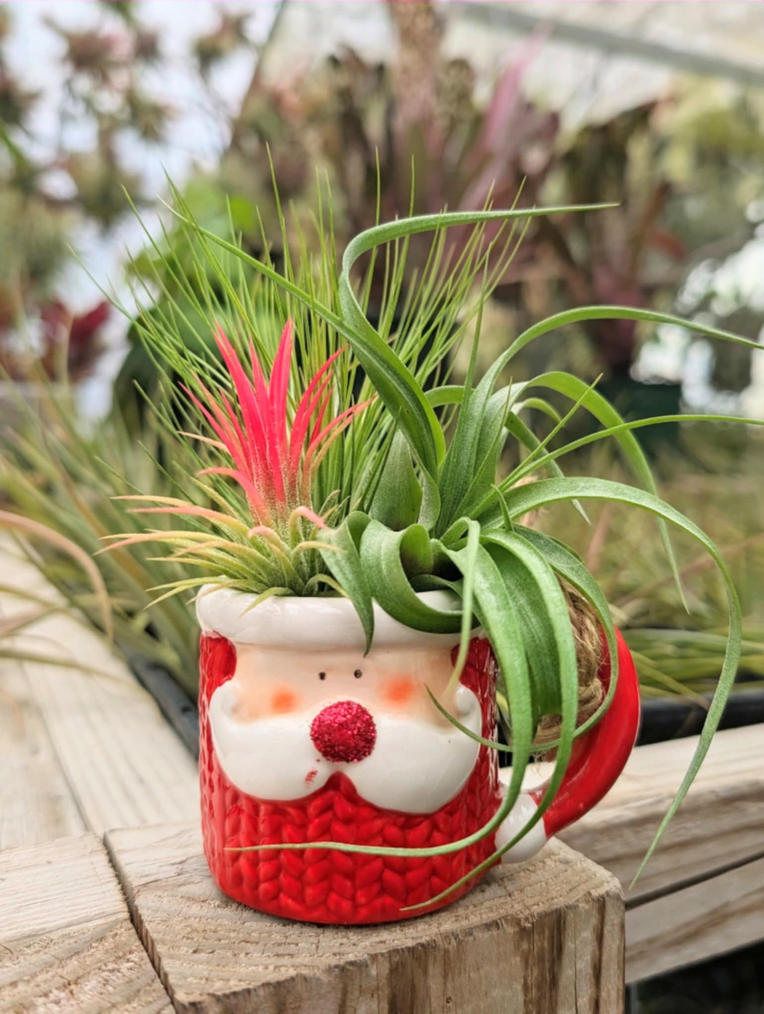 Christmas Gift - Santa Teacup with 3 Air Plant Bouquet