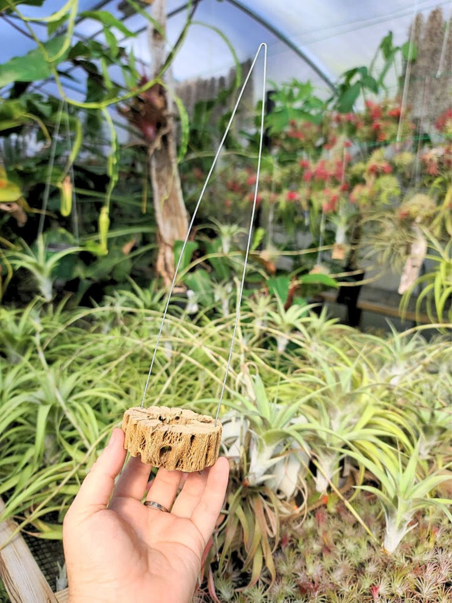 Hanging Cholla Wood Ring Holder