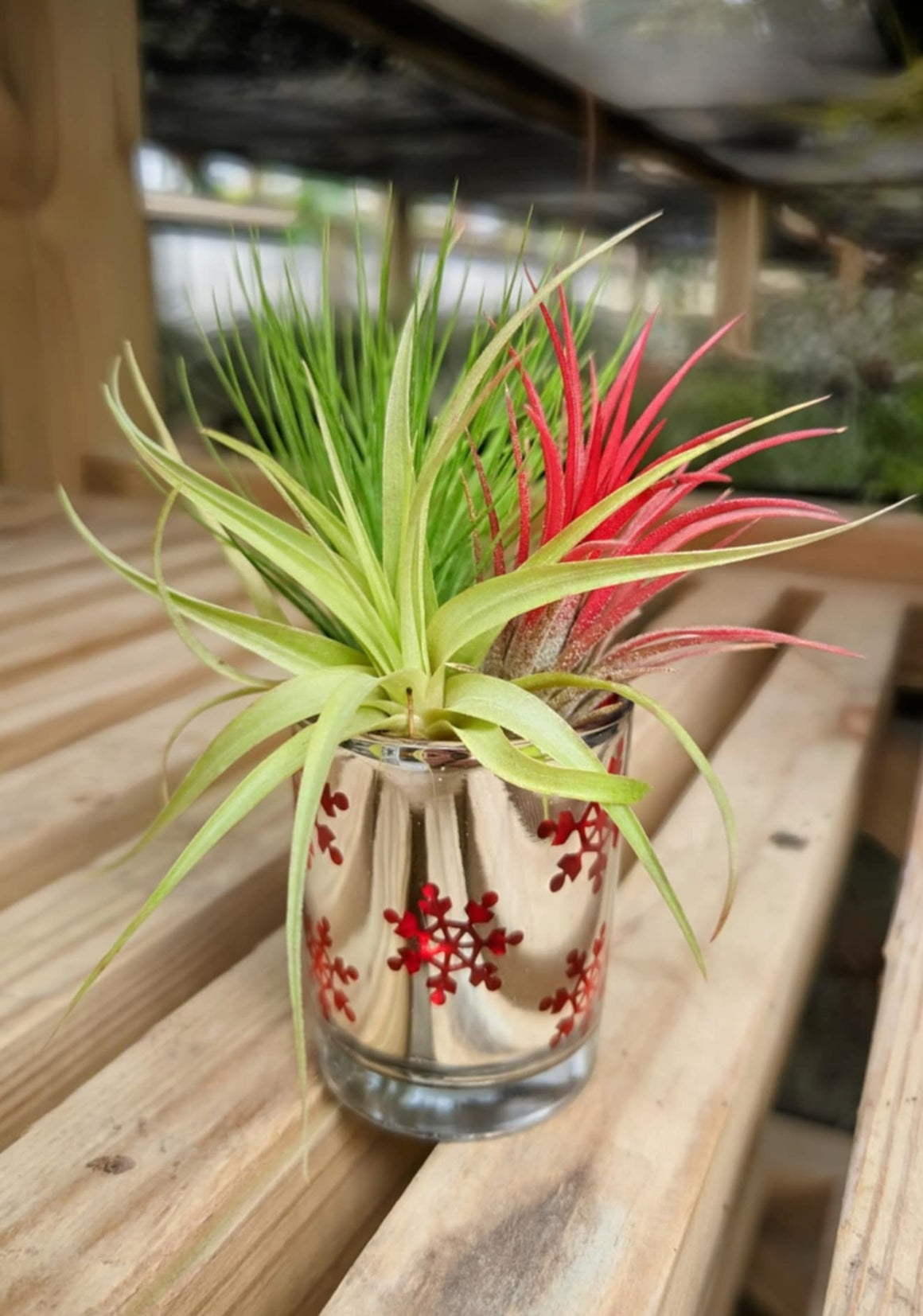 Christmas Gift - Mini Glass Snowflake Holder with 3 Air Plant Bouquet