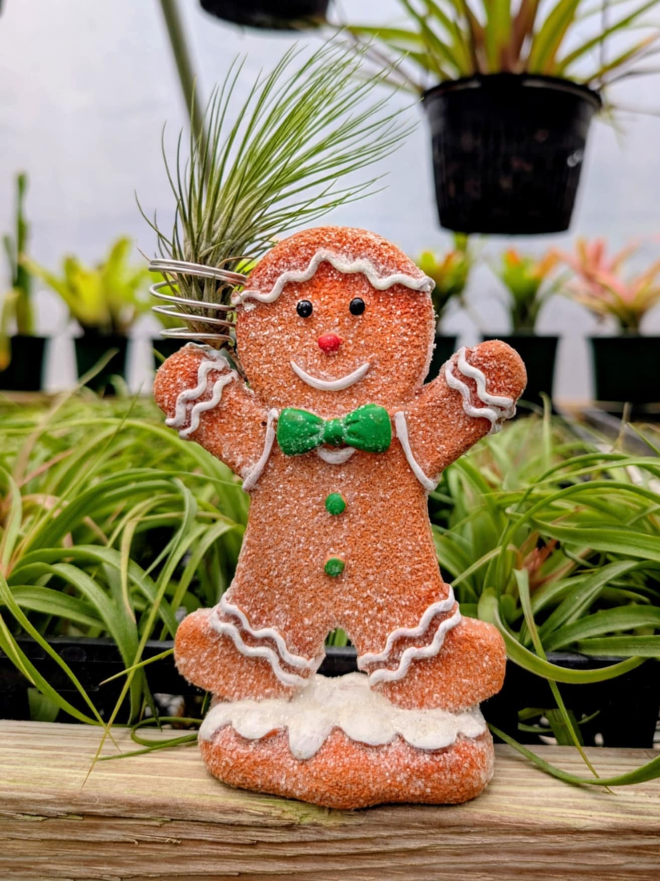 Christmas Gift - Gingerbread Boy with Funky One Air Plant