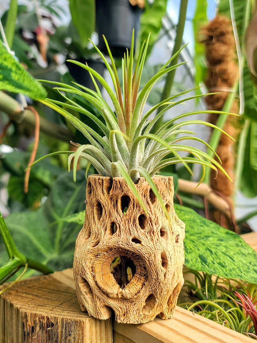Ionantha Rubra Air Plant (Medium)