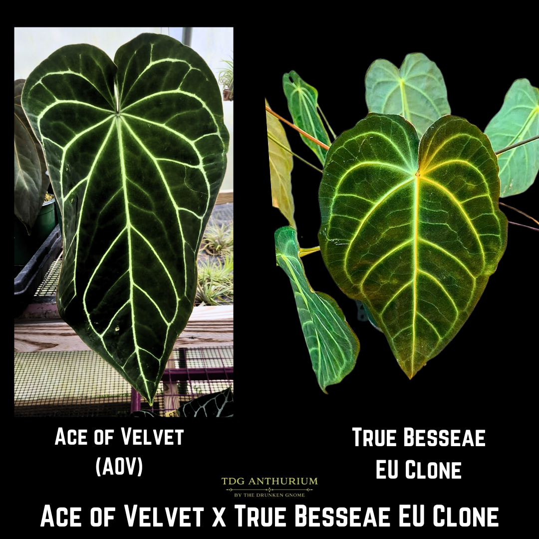 Ace of Velvet x True Besseae EU Clone