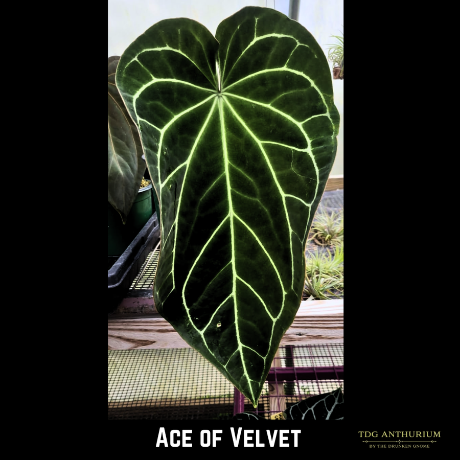 Ace of Velvet x Self