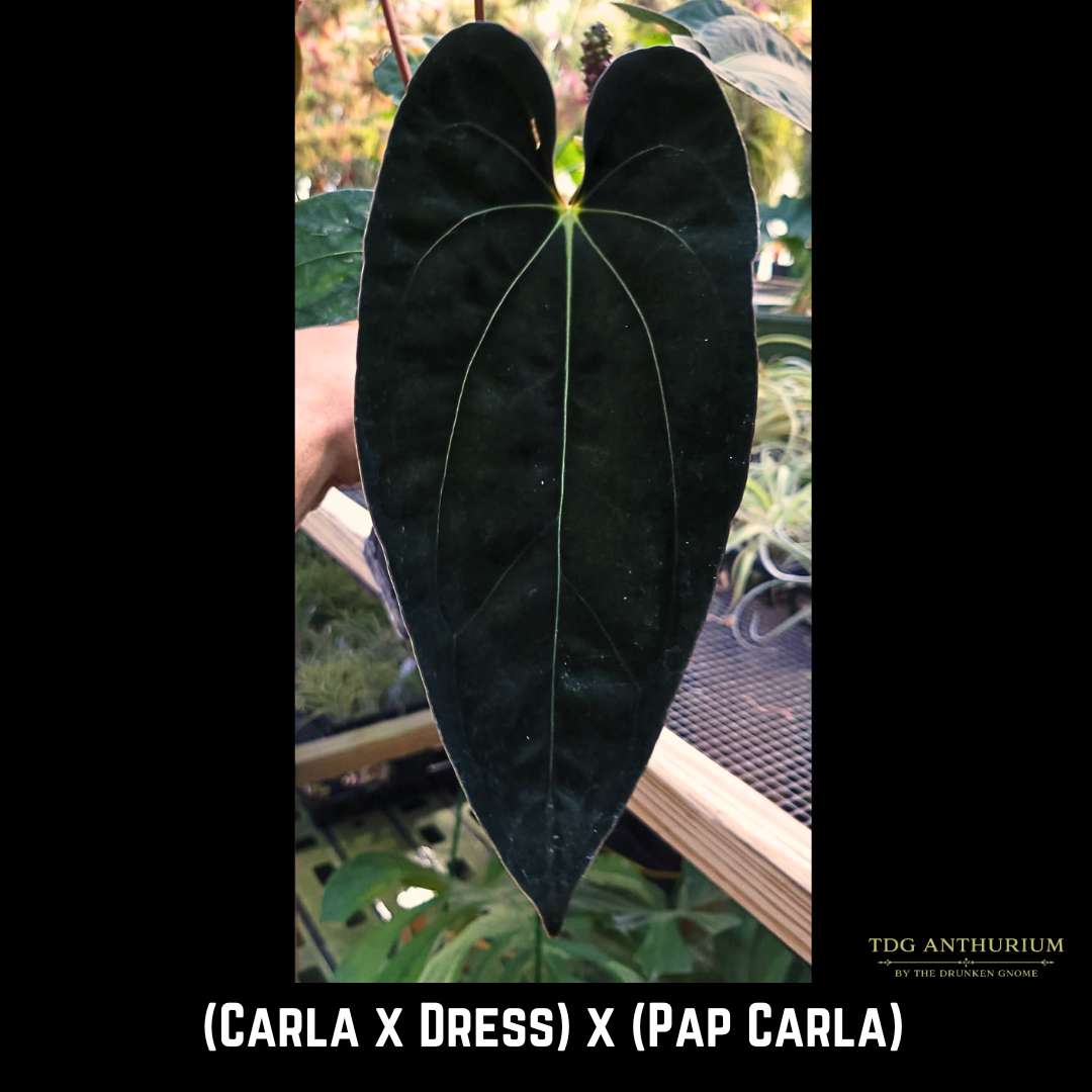 [(Carla x Dress) x (Pap x Carla)] x Open