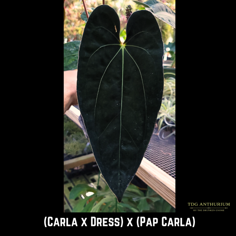 [(Carla x Dress) x (Pap x Carla)] x Open