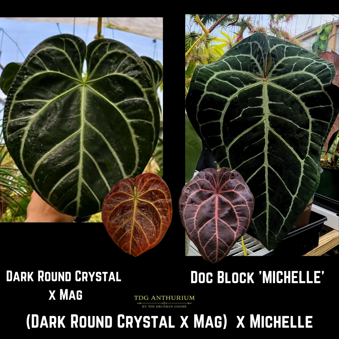 (Dark Round Crystal x Mag) x Michelle