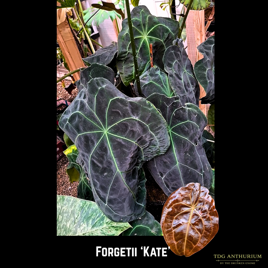 Forgetii 'Kate' x Self