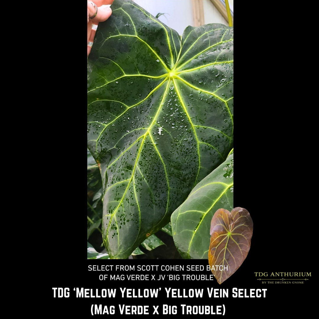 'Mellow Yellow' (Mag Verde x Big Trouble) x Open
