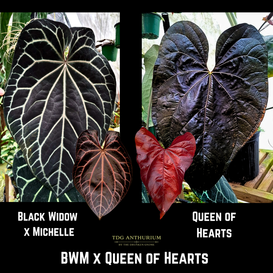 (Black Widow x Michelle) x Queen of Hearts