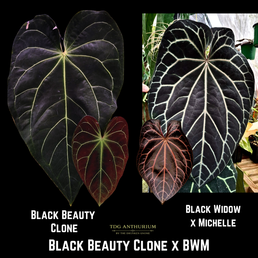 Black Beauty Clone x (Black Widow x Michelle)