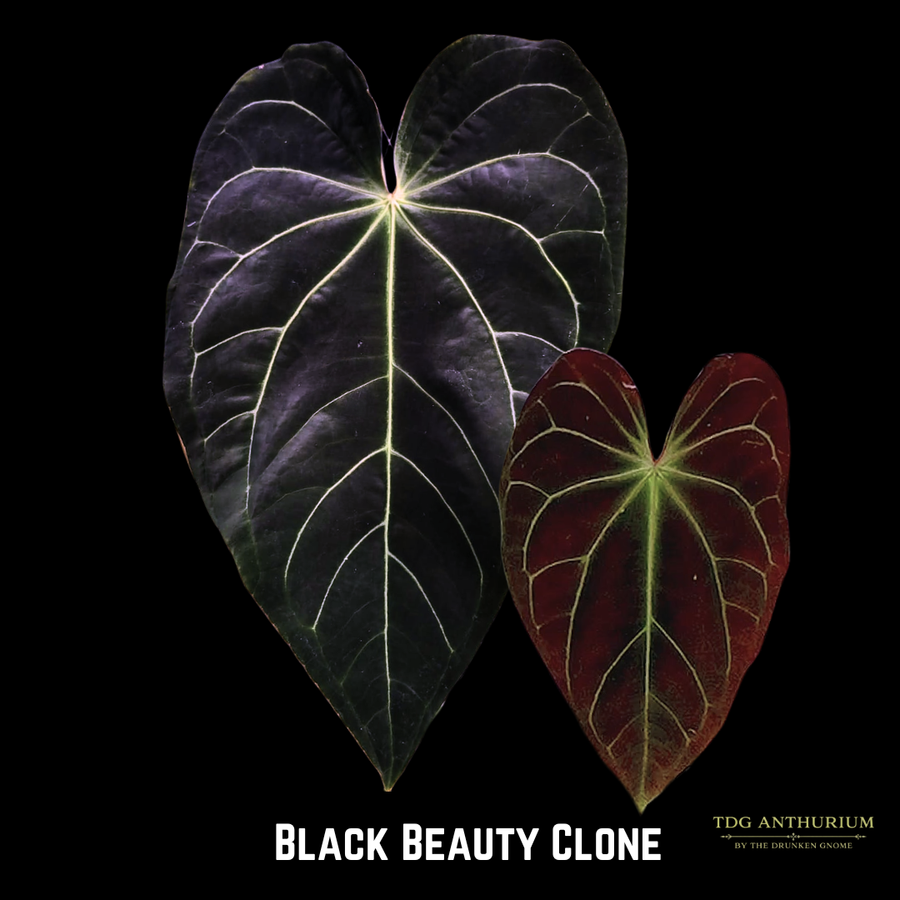 Black Beauty Clone x Open
