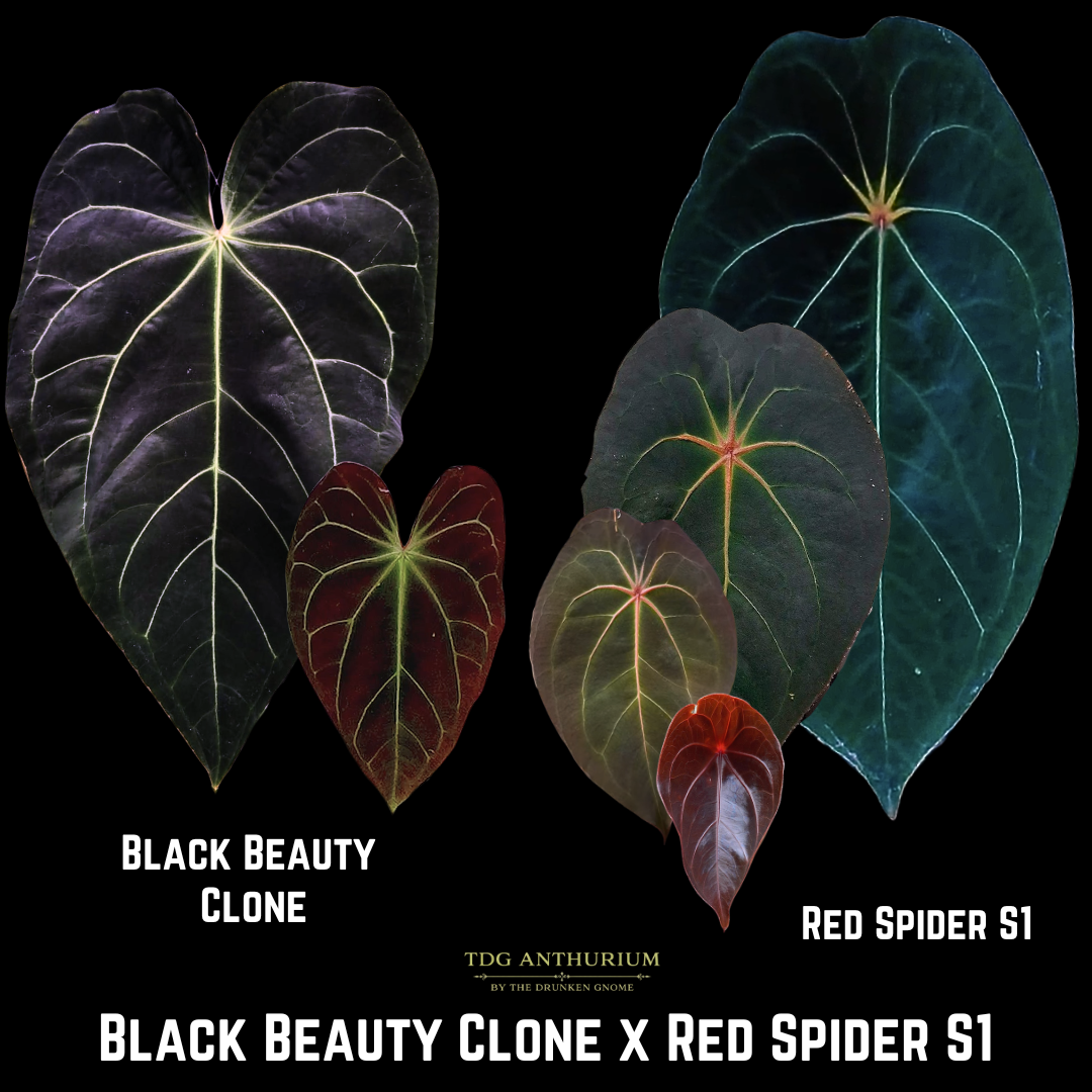 Black Beauty Clone x Red Spider S1