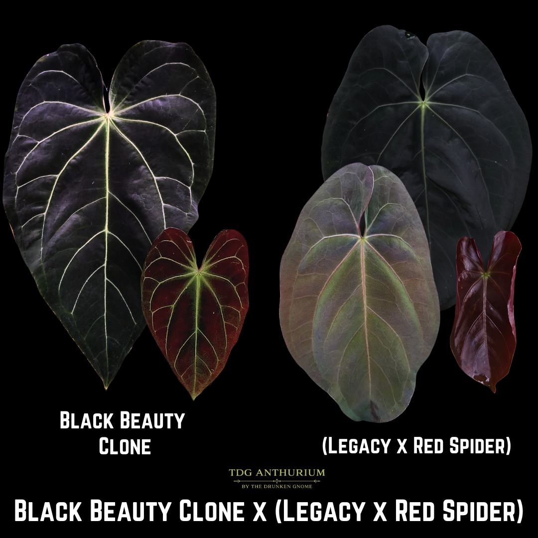 Black Beauty X (Legacy x Red Spider)