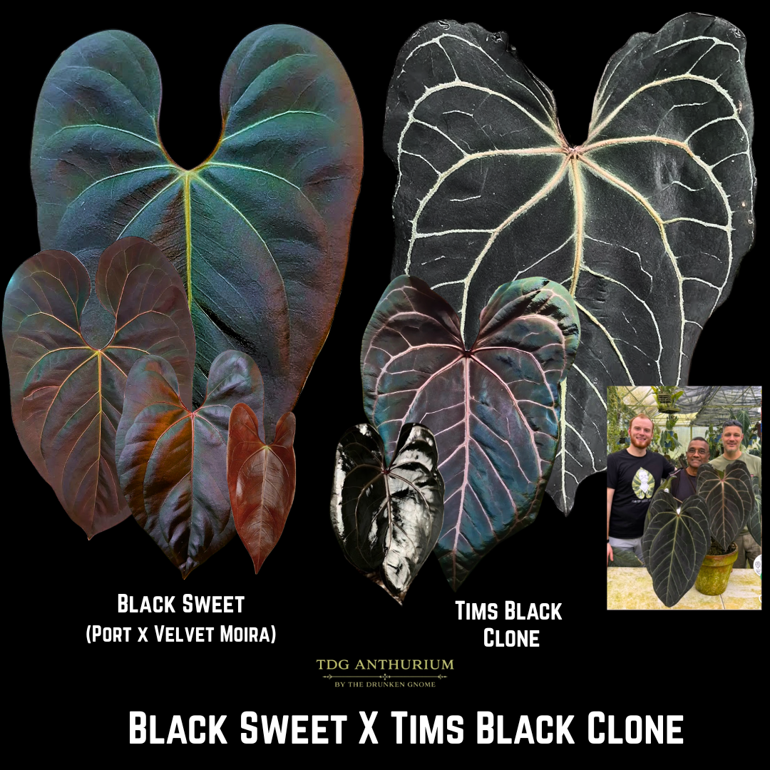 Black Sweet x Tims Black Clone
