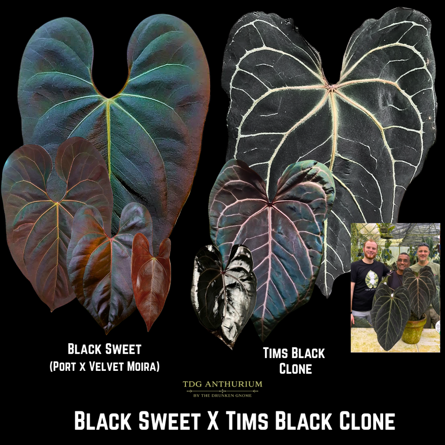 Black Sweet x Tims Black Clone