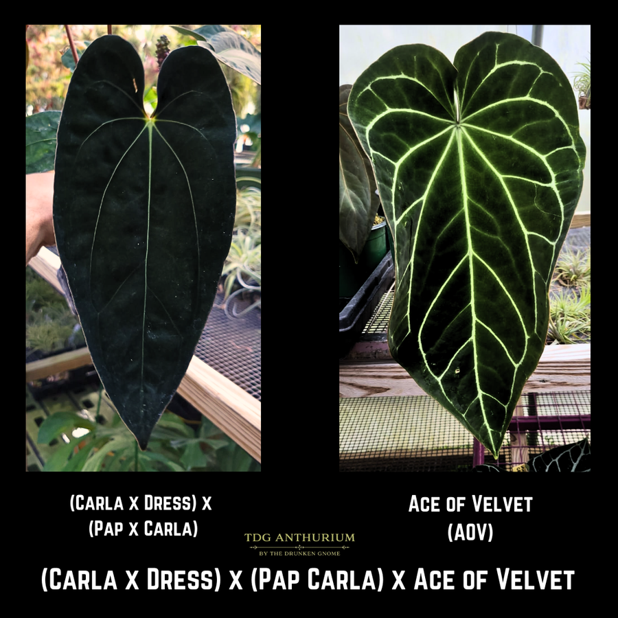[(Carla x Dress) x (Pap x Carla)] x Ace of Velvet
