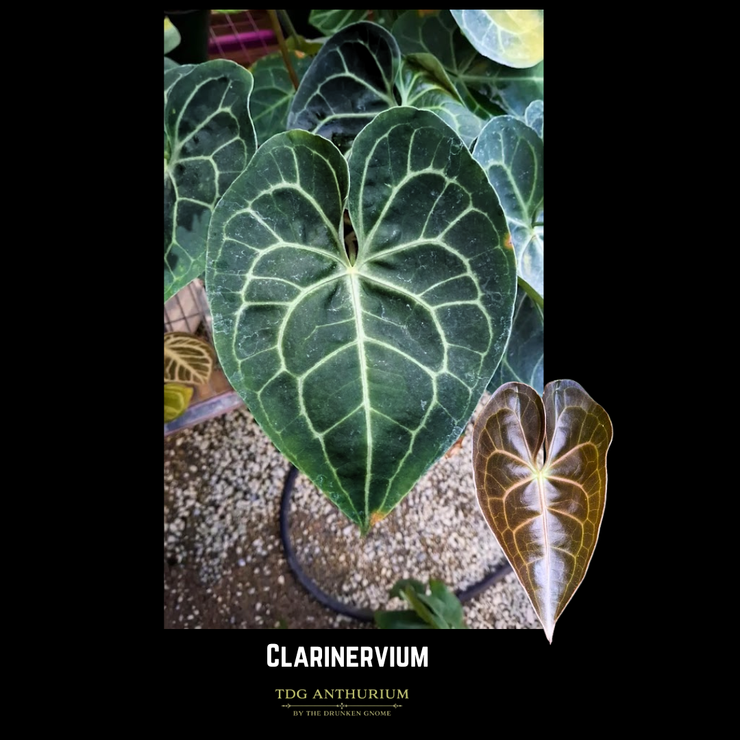 Clarinervium x Open