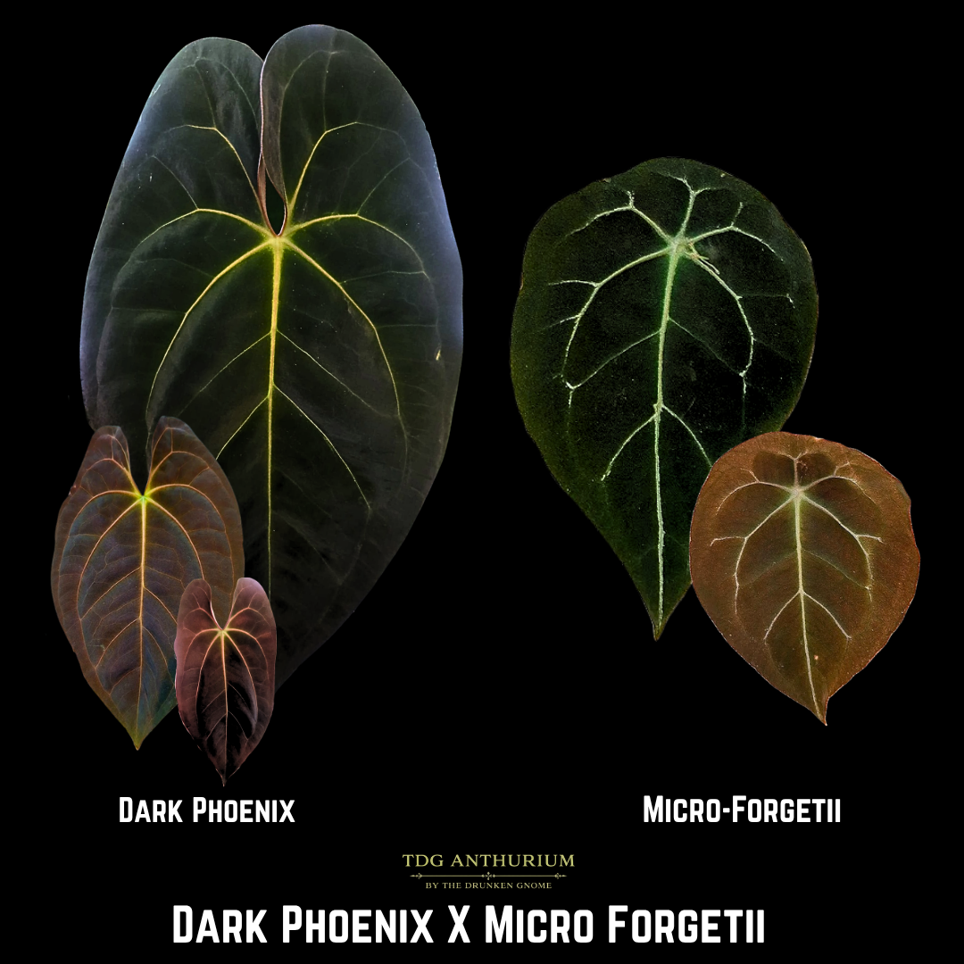 Dark Phoenix x Micro Forgetii
