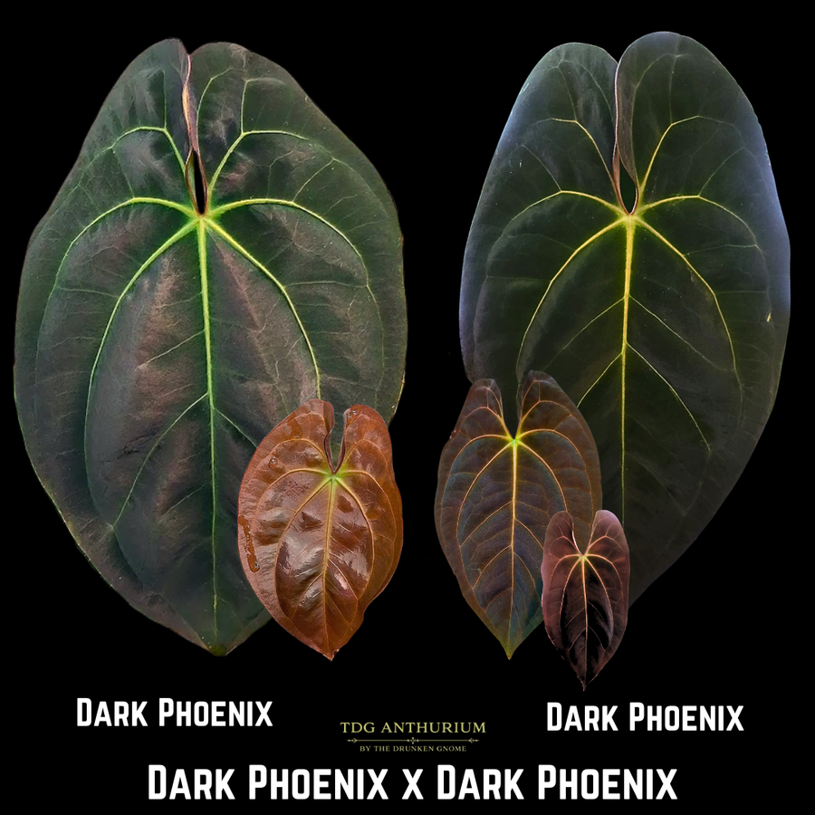 Dark Phoenix x Dark Phoenix
