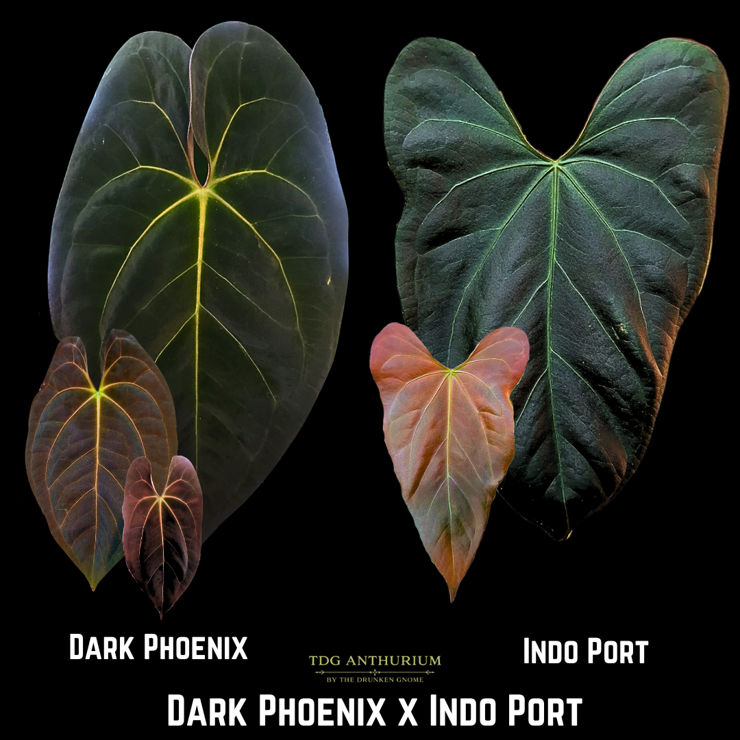 Dark Phoenix x Indo Port