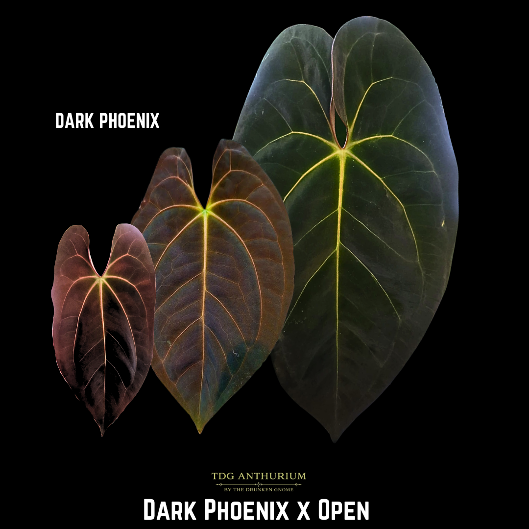Dark Phoenix x Open
