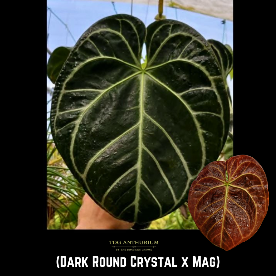 (Dark Round Crystal x Mag) x Open