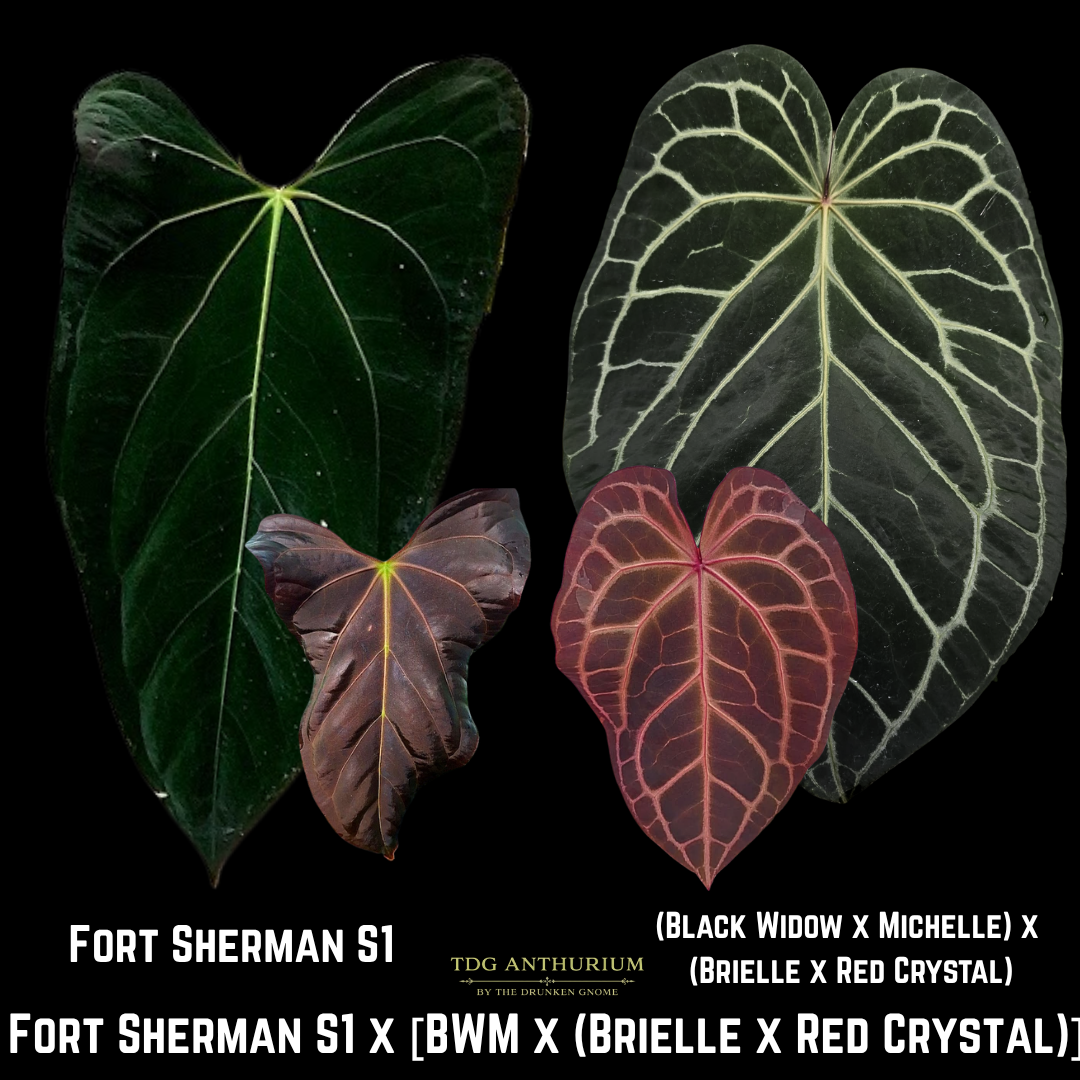 Fort Sherman S1 x [BWM x (Brielle x Red Crystal)]