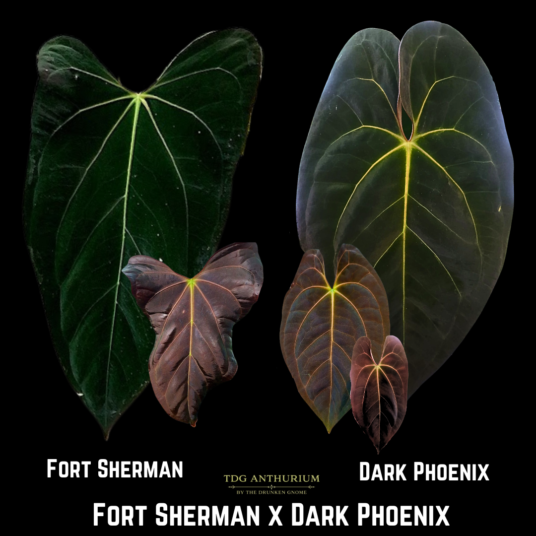 Fort Sherman x Dark Phoenix
