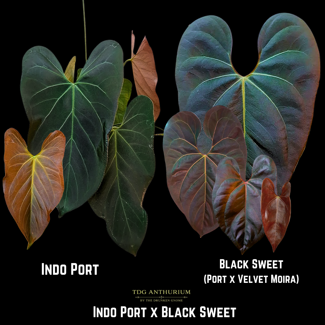 Indo Port x Black Sweet