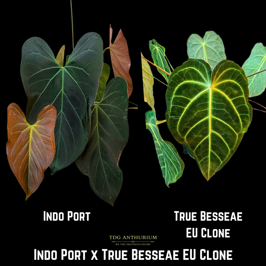 Indo Port x True Besseae EU Clone
