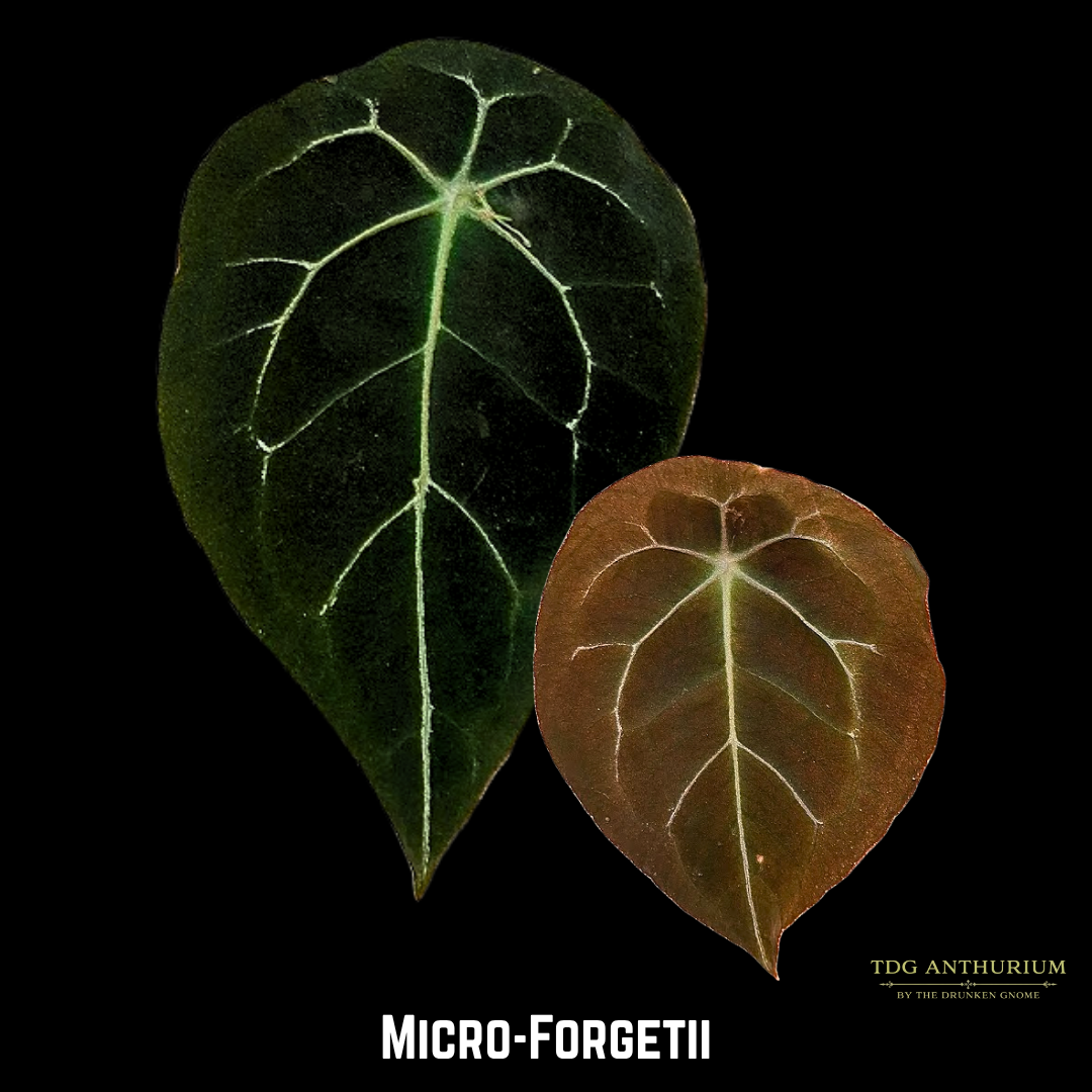 Micro Forgetii x Self