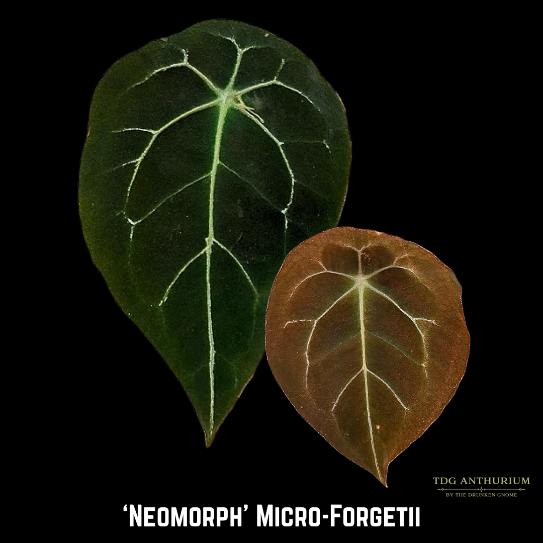 'Neomorph' Micro Forgetii x Self