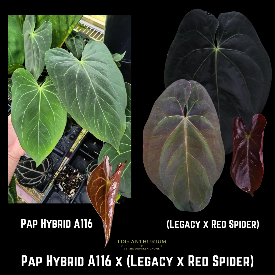 Pap Hybrid A116 X (Legacy x Red Spider)
