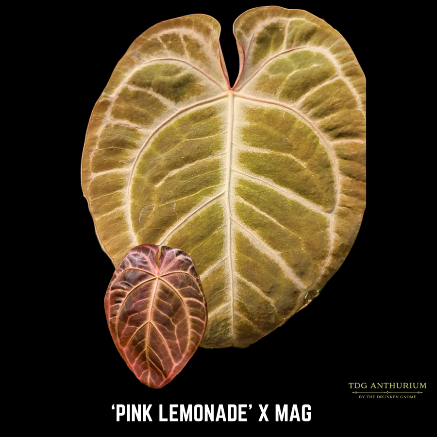 (Pink Lemonade x Mag) x Open