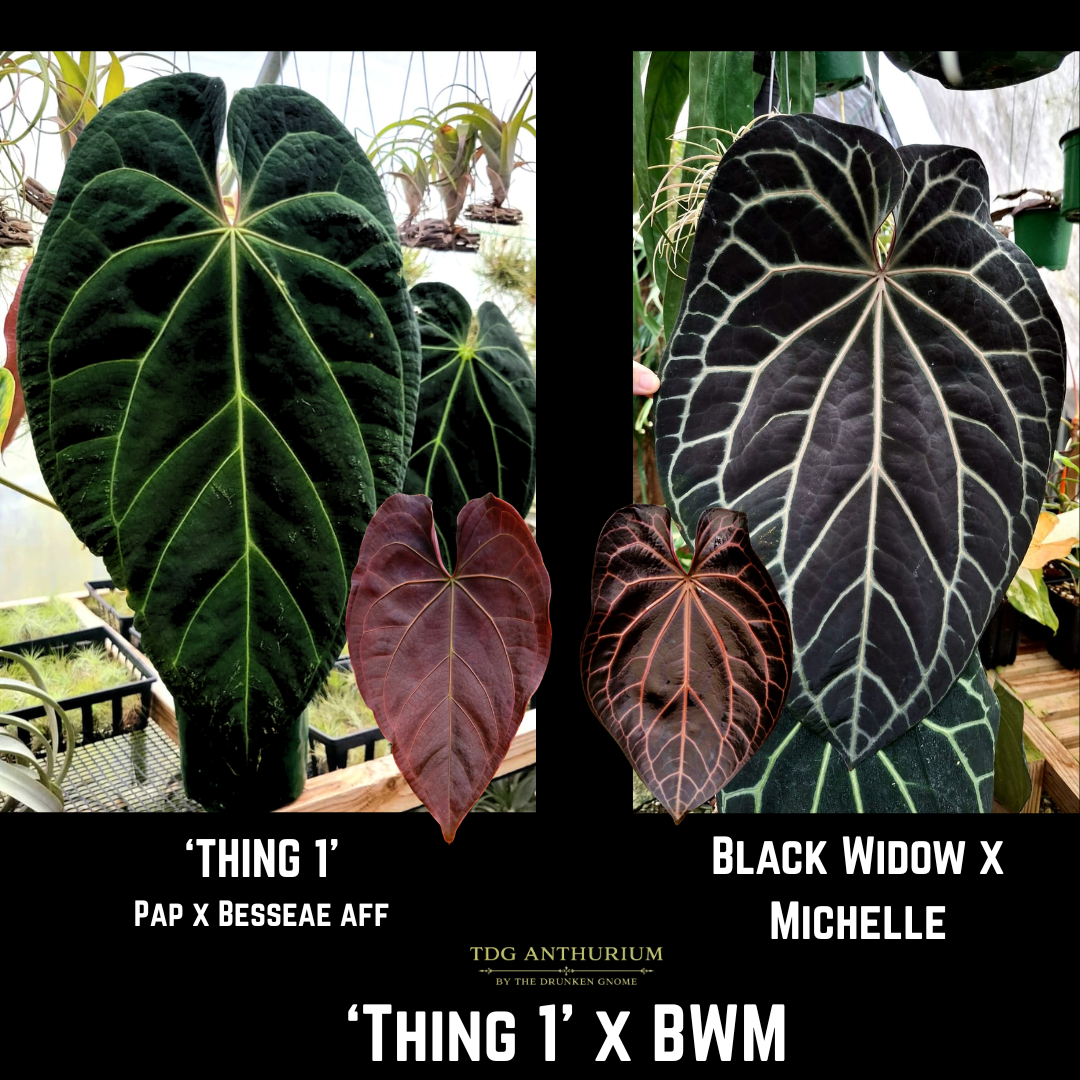 'Thing 1' (Pap x Besseae aff) x (Black Widow x Michelle)