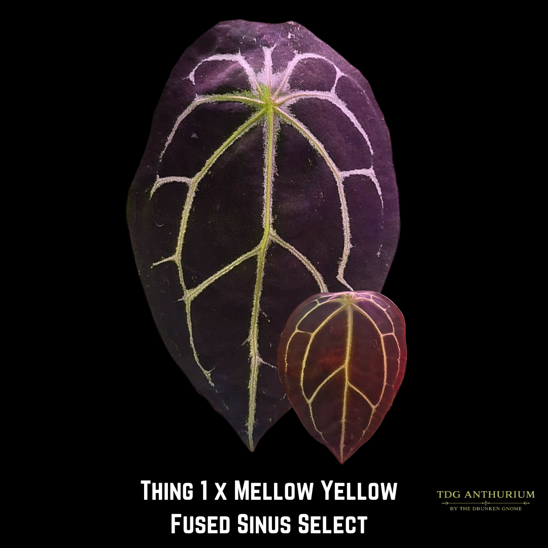 'Thing 1' x 'Mellow Yellow' Fused x Open