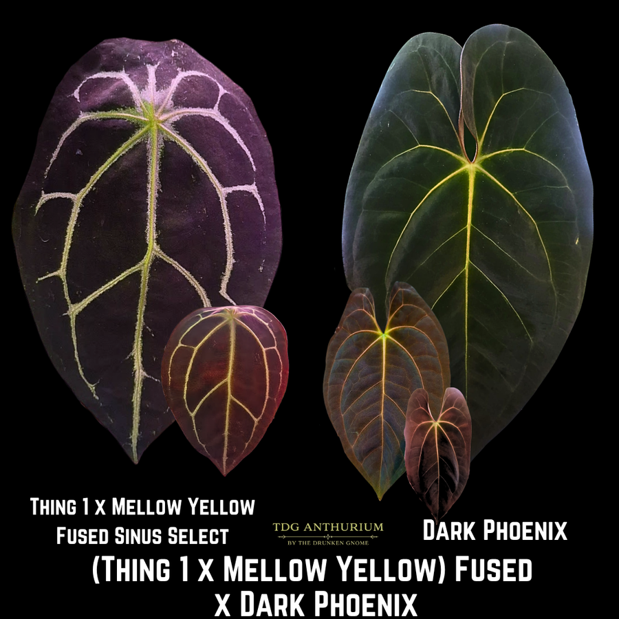 (Thing 1 x Mellow Yellow) Fused x Dark Phoenix