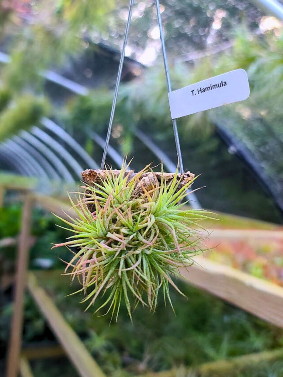 Hanging Hamimula Air Plant Clump on Cork Bark Hanger