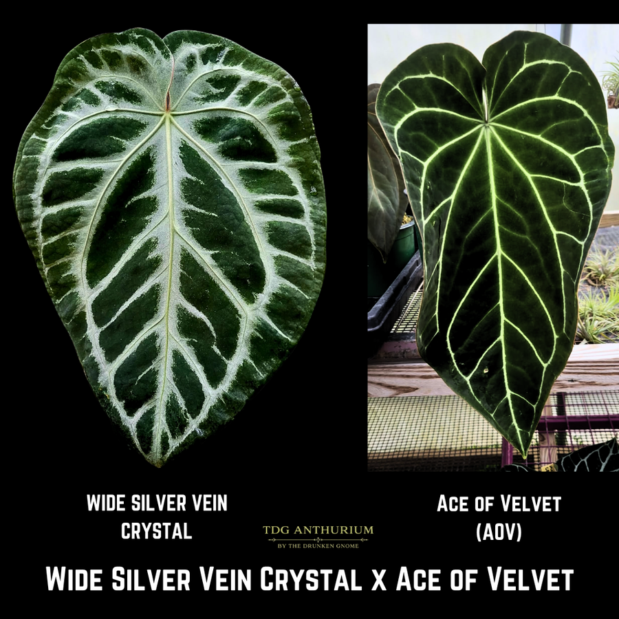 Wide Silver Vein Crystal x Ace of Velvet