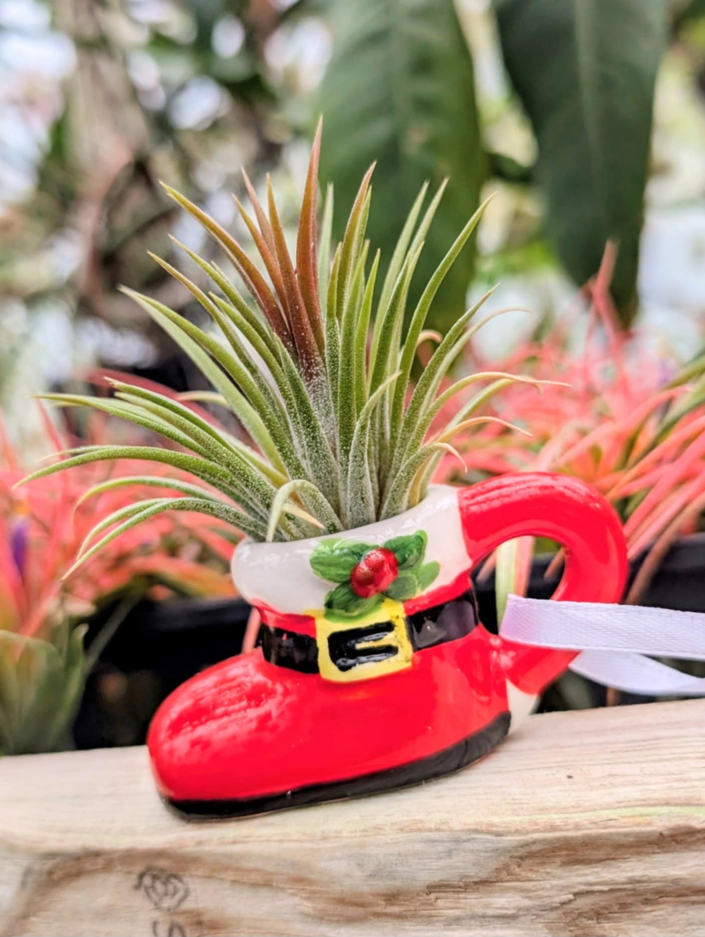 Christmas Gift - Mini Boot Teacup with Ionantha Air Plant