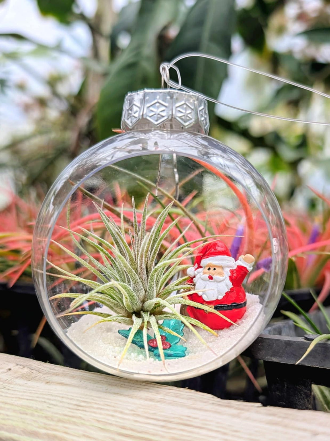 Christmas Gift - Santa Snow Globe Ornament with Ionantha Air Plant