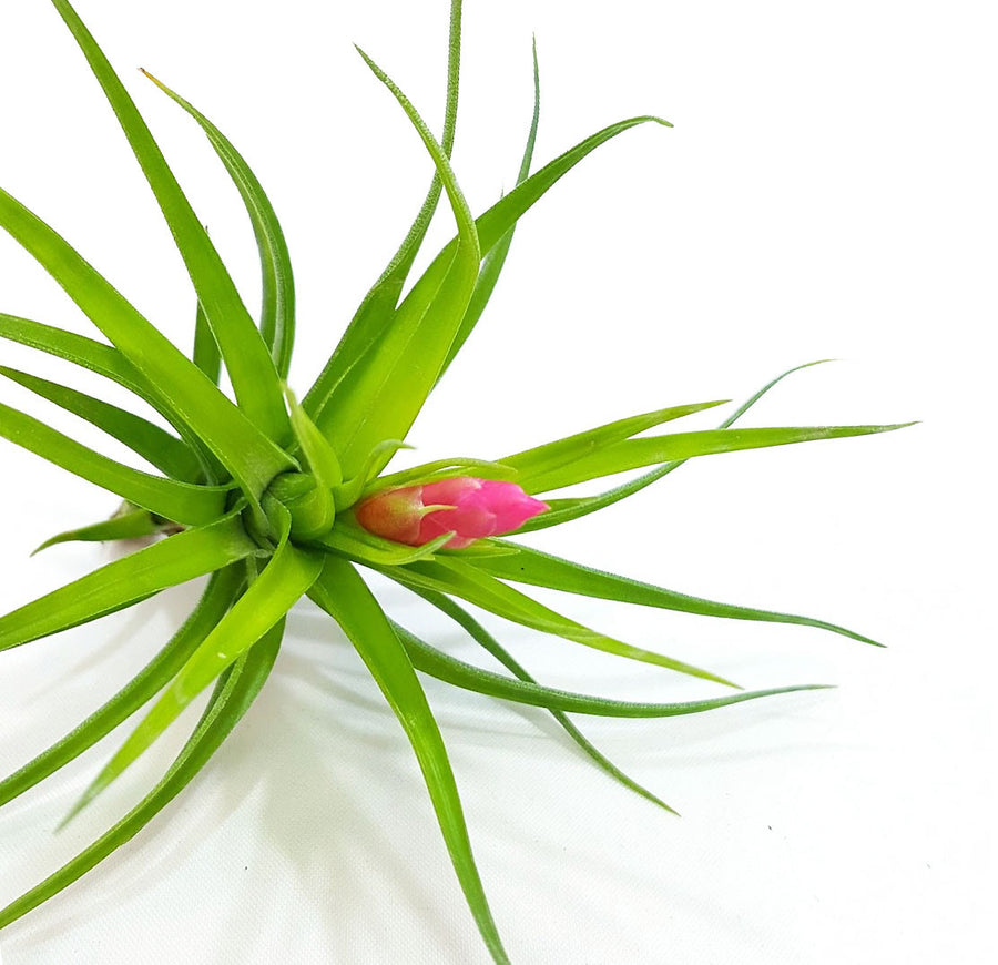 Tenufolia Emerald Forest Air Plant